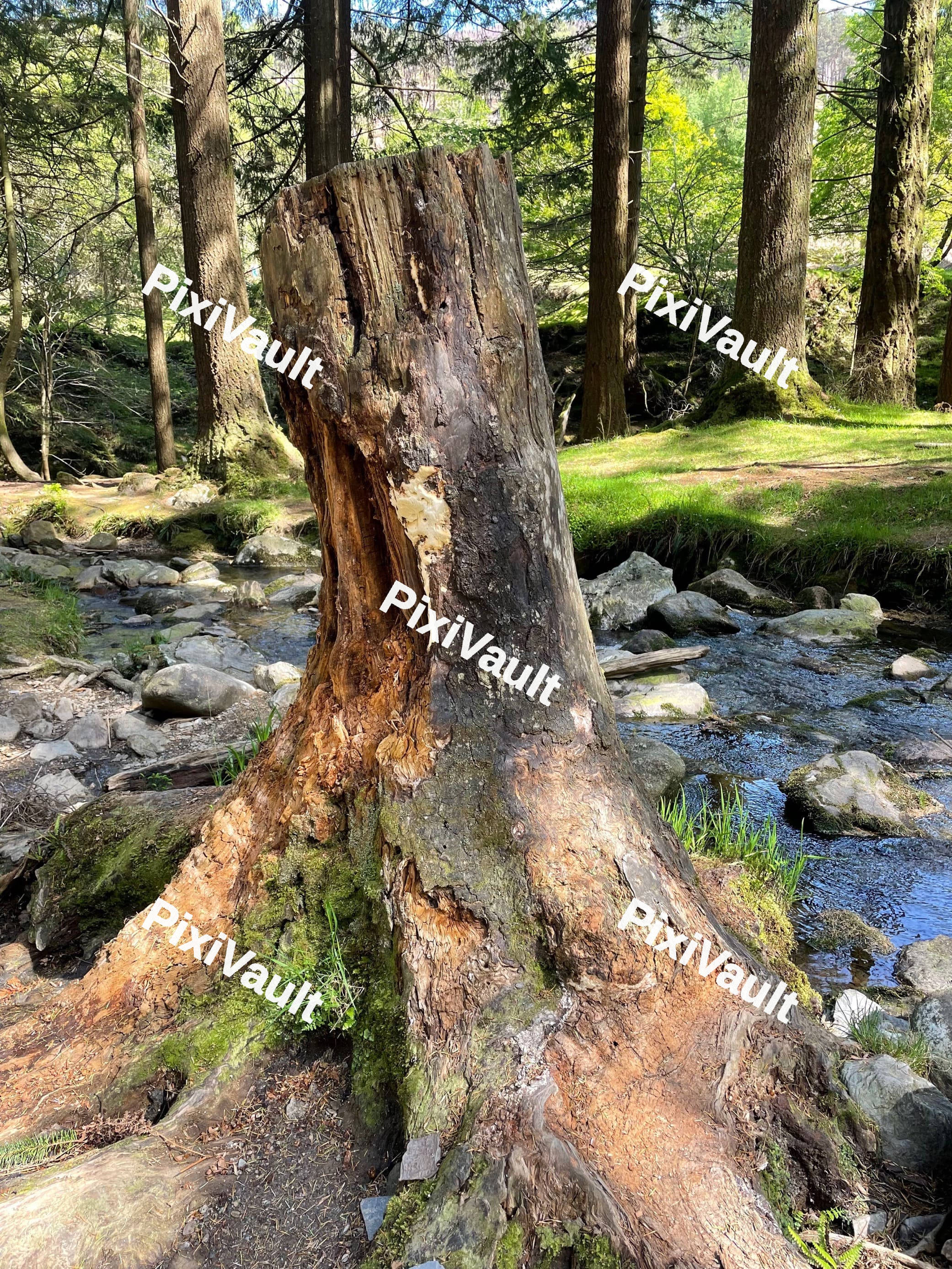 Half Cut Tree